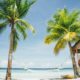 fear of flying phobia palm trees
